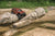 Redcat Everest Gen7 Sport RC Crawler - 1:10 Brushed Rock Crawler
